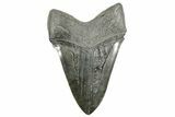 Fossil Megalodon Tooth - South Carolina #365700-2